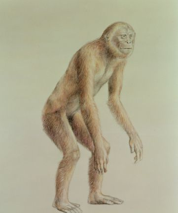 sivapithecus ramapithecus