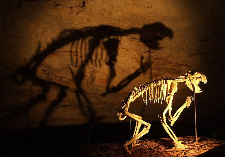 thylacoleo