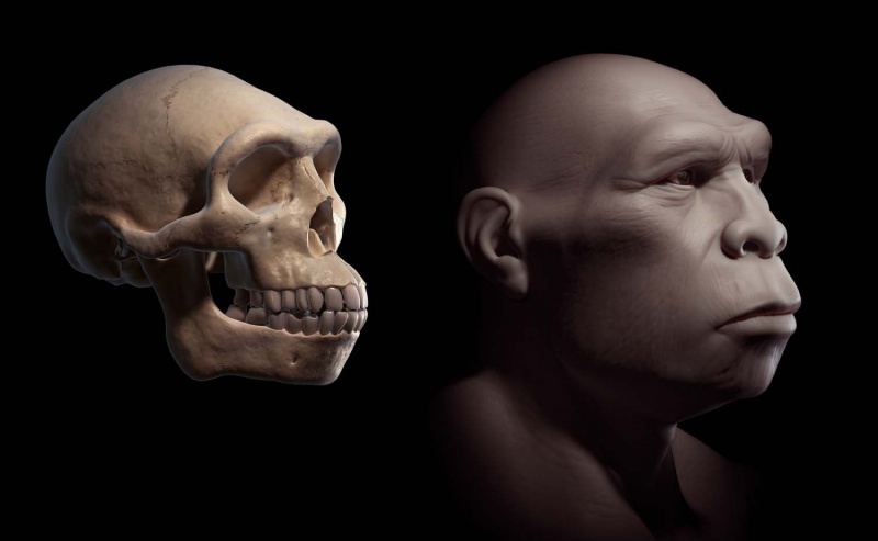 Homo erectus z czaszką