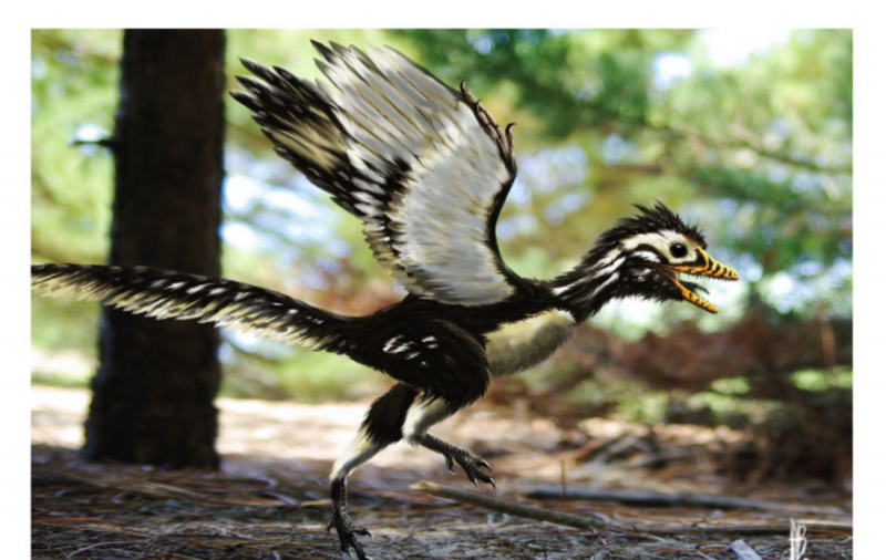 Archaeopteryx