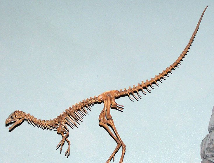 compsognathus