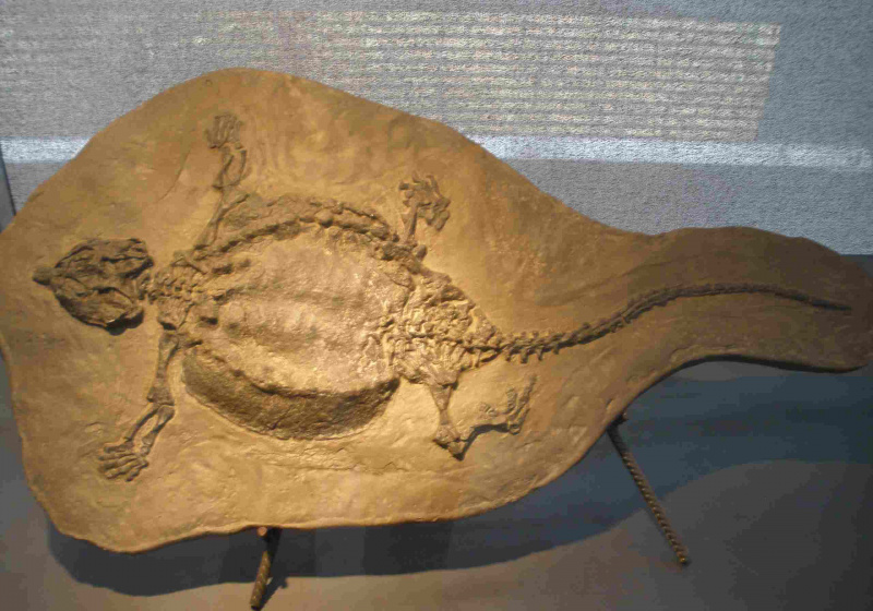 Cyamodus