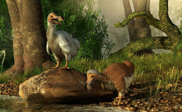 Dodo-fugler ved en elv.