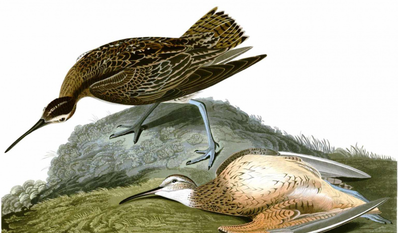 Eskimo-curlew.