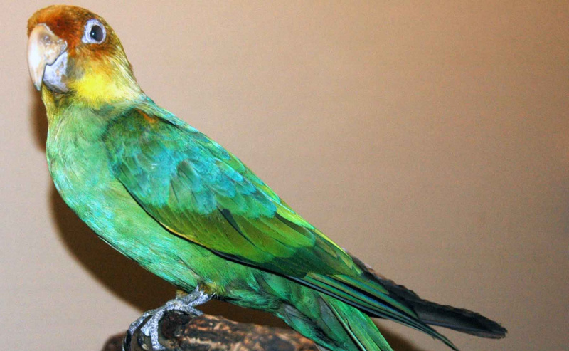 Carolina Parakeet.