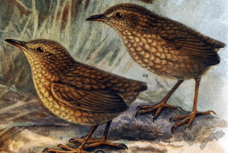 Stephens Island Wren.