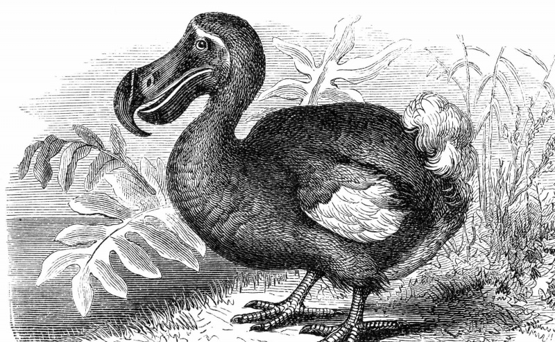 Dodo-fuglen.