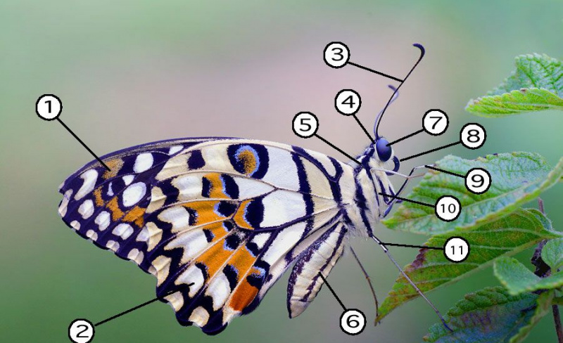 Partes de una mariposa.