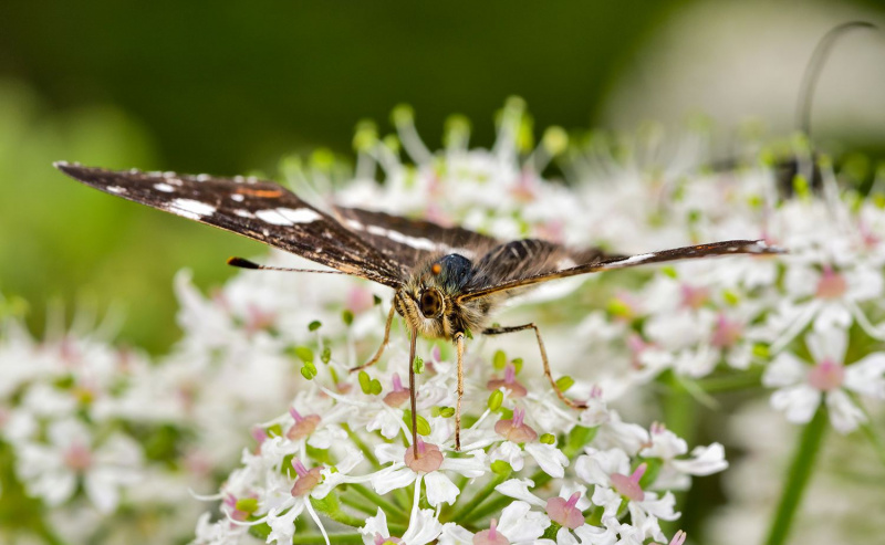 mariposa en flores
