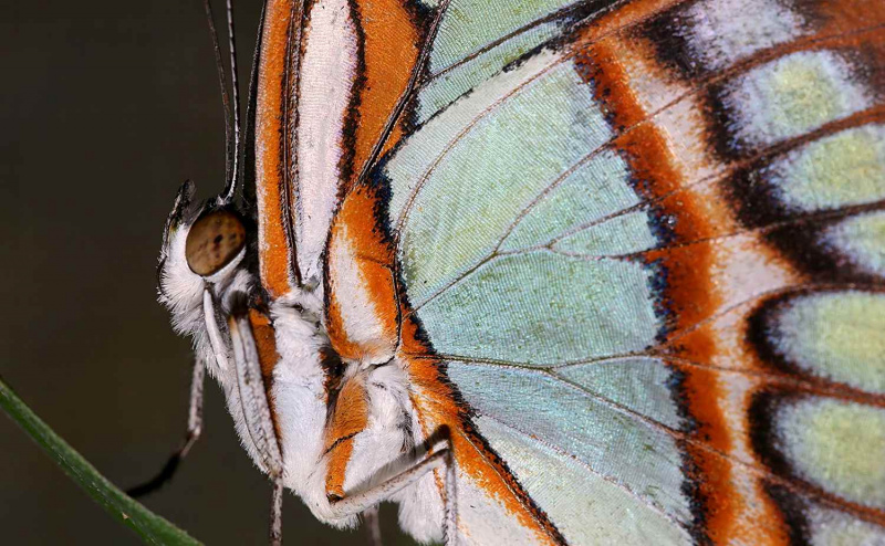 Un primerísimo plano de mariposas malaquita