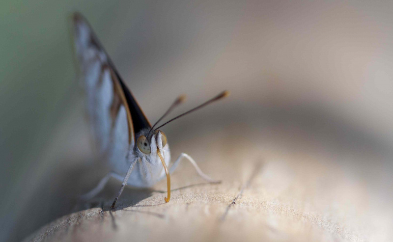 Mariposa fronteriza, Cataratas del Iguazú
