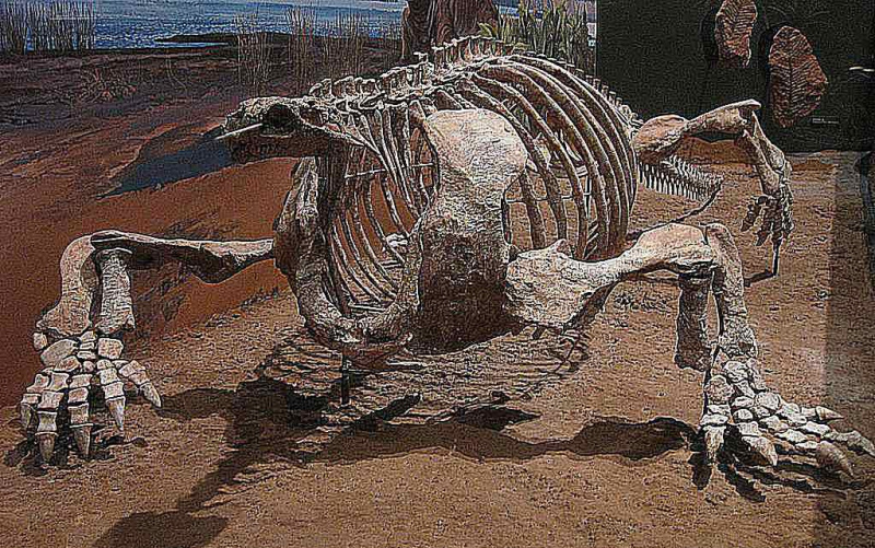 cotylorhynchus