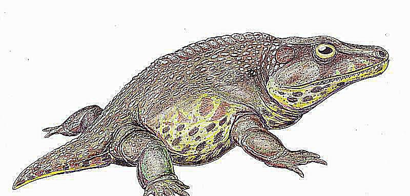 cacops