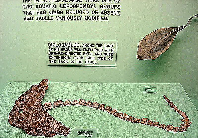 diplocaulus