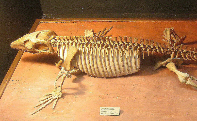 varanops