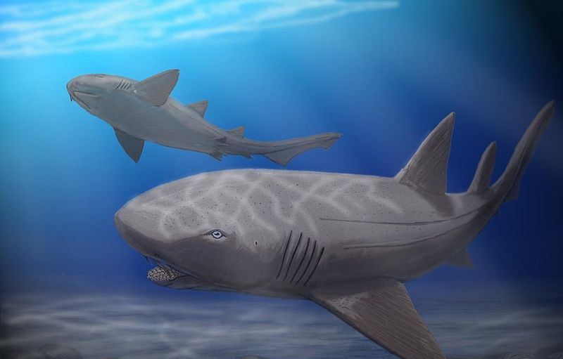 ptychodus