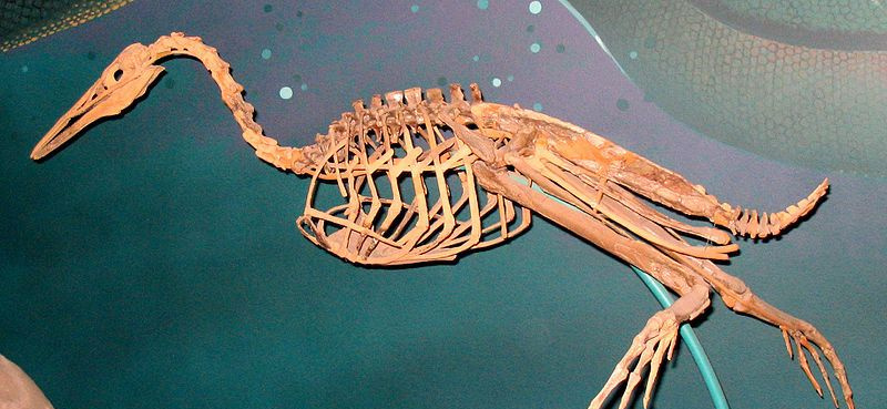 Hesperornis