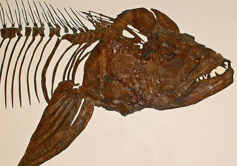 Xiphactinus