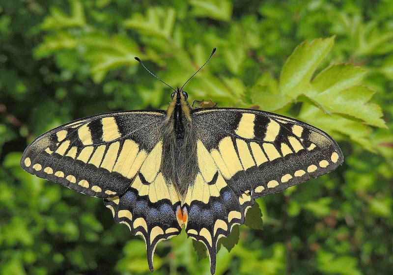 Farfalla a coda di rondine