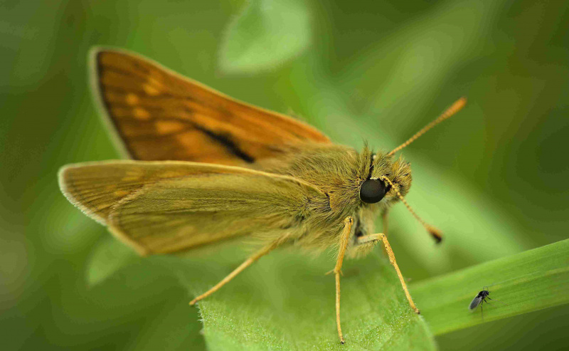 Skipper farfalla