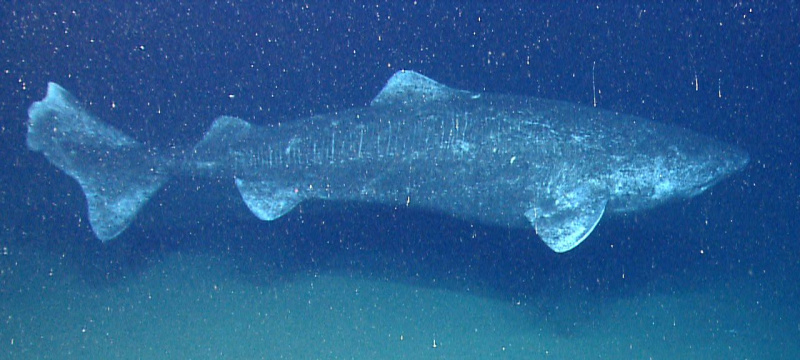 Squalo della Groenlandia (Somniosus microcephalus)