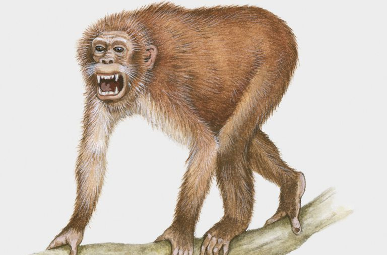 Illustrazione del propliopiteco