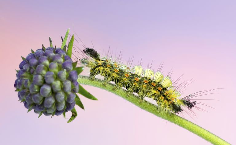 Il bruco arrugginito della falena tussock