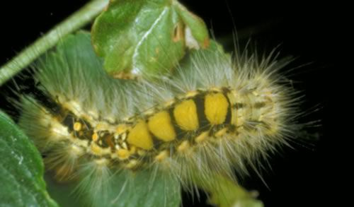 Orgyia antiqua Larva di falena Tussock arrugginita (Orgyia antiqua)