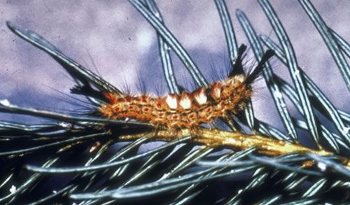 Orgyia pseudotsugata Douglas Fir Tussock Moth larva (Orgyia pseudostugata)