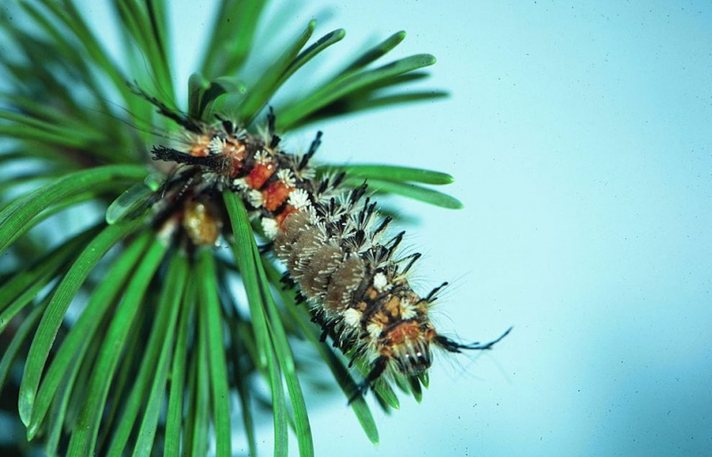 Dasychira pinicola