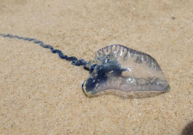 Garrafa azul australiana em uma praia