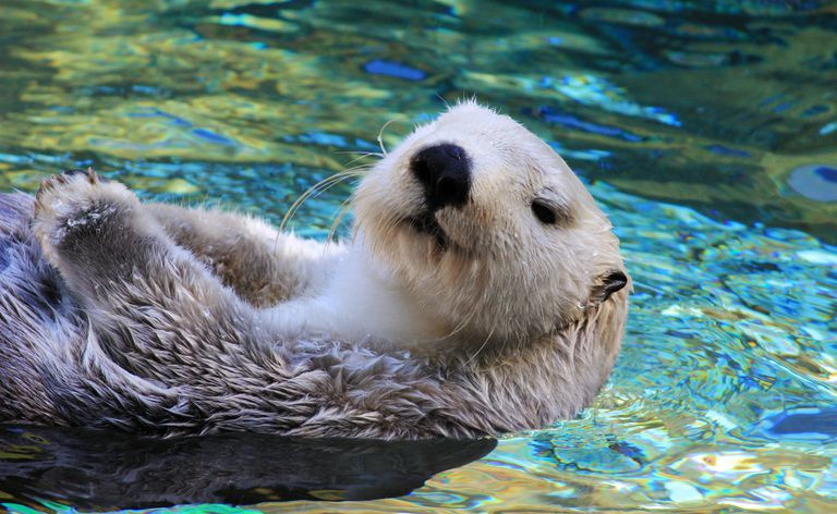 Lontra di mare che nuota nell