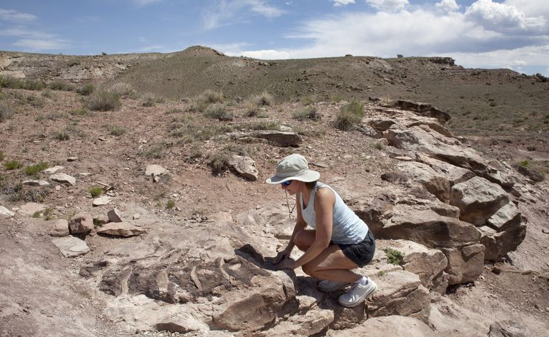 Une femme inspecte le squelette de dinosaure Diplodocus dans l