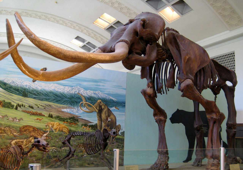 Mammouth du musée d