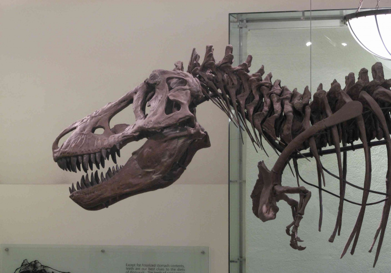 Un dinosaure tyrannosaure au musée d