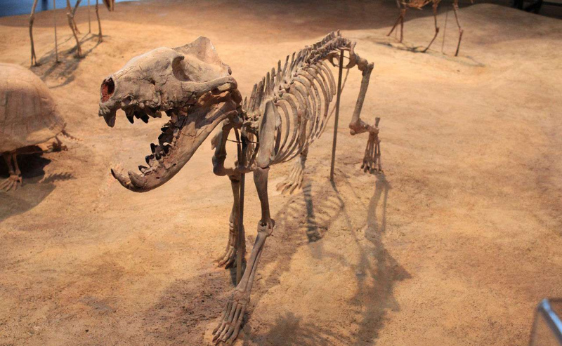 Hyaenodon