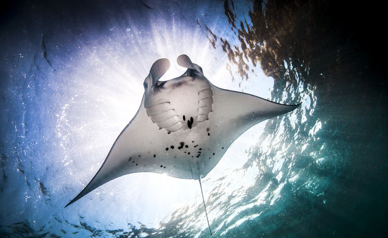 Manta Ray (Manta alfredi) żerująca na powierzchni oceanu, Bali, Indonezja