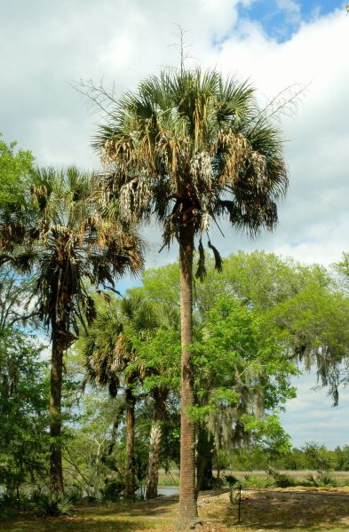Palmera sabal de Drayton Hall