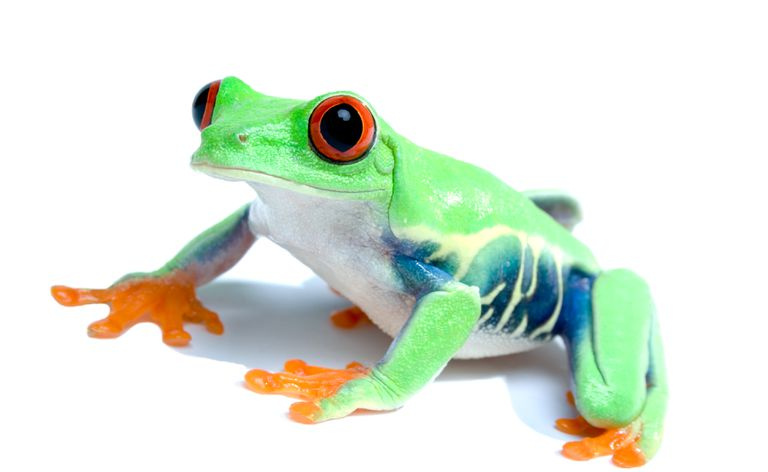 Perereca de olhos vermelhos (Agalychnis callidryas)