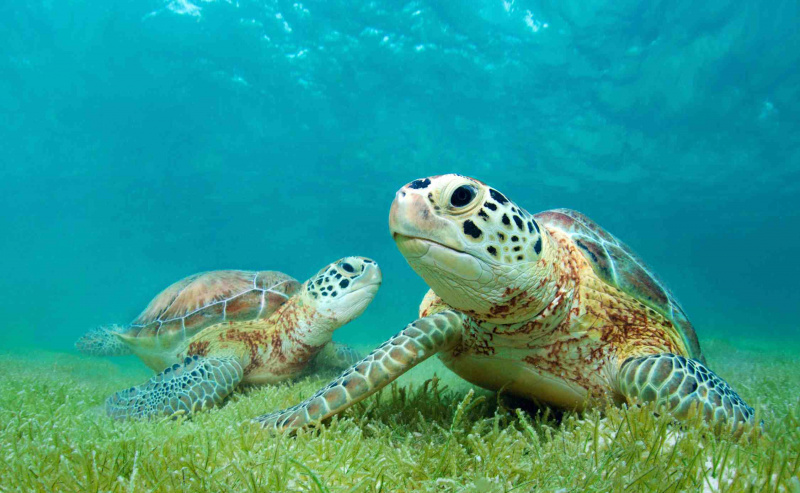 Ces tortues vertes sont l