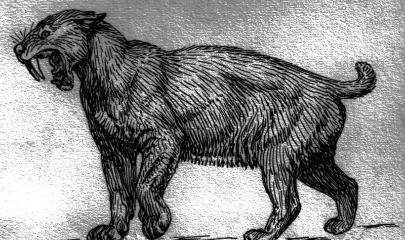 Dibujo de tigre dientes de sable