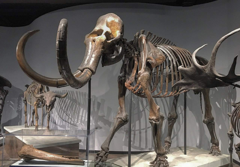 esqueleto de mamut lanudo