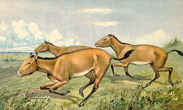 Hipparion, un caballo prehistórico
