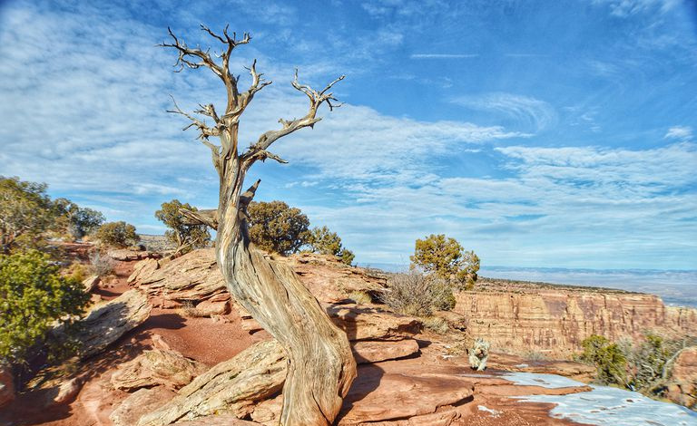 Bäume auf Landschaft gegen blauen Himmel