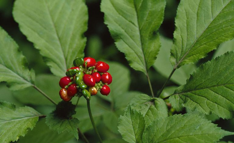 Ginsengpflanze mit Beeren