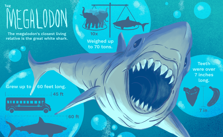 O megalodonte