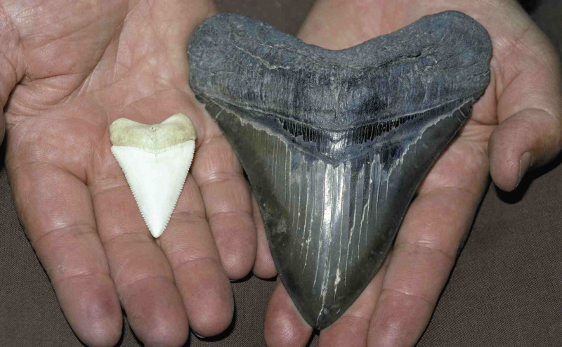 Dente de Megalodon vs. Grande Tubarão Branco