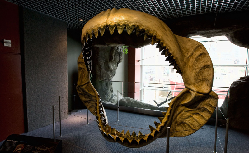 Outro enorme conjunto de mandíbulas Megalodon