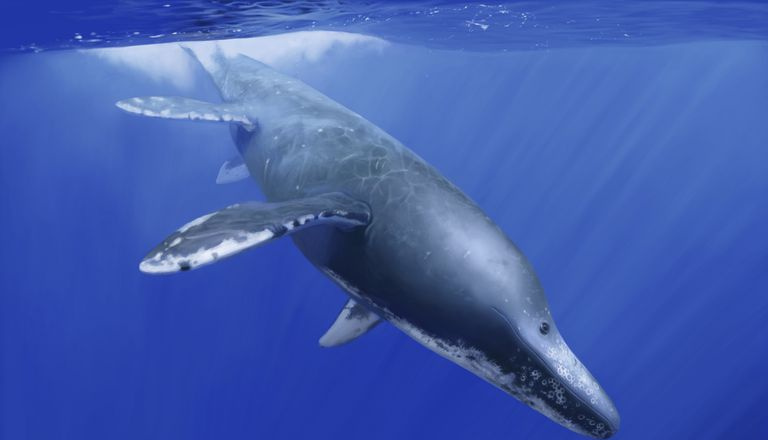 Kronosaurus queenslandicus nurkuje w głębiny oceanu.