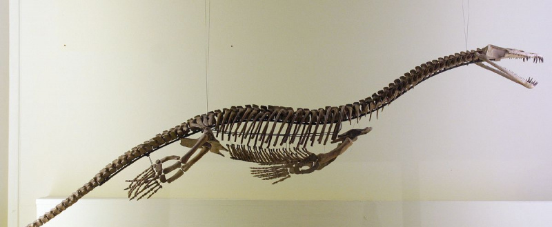 notozaur